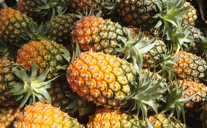 2024年 先行予約 島パイン (ハワイ種) 約7kg 5〜8玉 ますみ農園 “蜜たっぷり”パイン パイナップル 果物 フルーツ