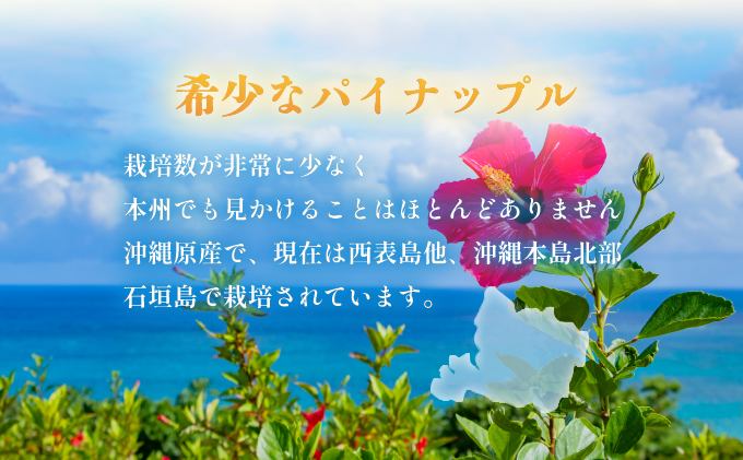 2026幎 å
è¡äºçŽ è¥¿è¡šå³¶ã®å®çããŒããã€ã³ 6kg (5ã8ç)ã忬ååº å®ç æç© ãã«ãŒãããå±ãïŒ5æäžæ¬ïœ6æäžæ¬é 