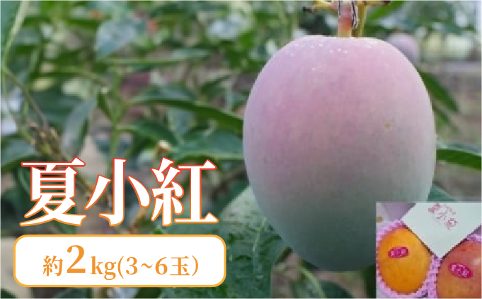2026年 先行予約 マンゴー 夏小紅 約2kg 3～6玉 ますみ農園 甘味 スッキリ 果物 フルーツ
