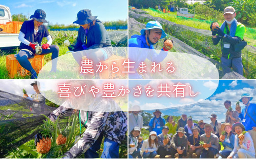 ☆新感覚の味わい☆桃のような芳醇な香りのする　『西表島産完熟ピーチパイン』 約3.5kg（5〜6個入）