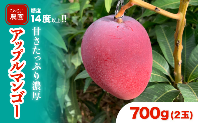 2024年 先行予約 アップルマンゴー 約700g 2玉 西表島ひらい農園 マンゴー 果物 フルーツ