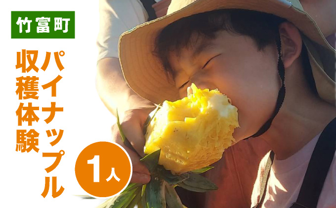 パイナップル収穫体験【1名】爽やかな朝日を浴びた中での開催♪（4月25日〜6月15日開催）