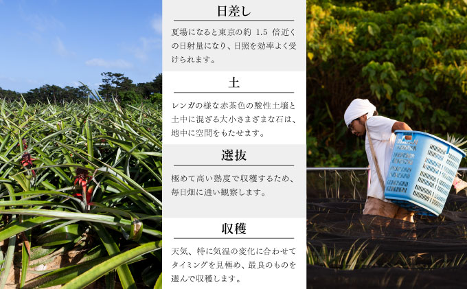 GOKUJUKU-極çãã¬ãã¢ã ãµã³ãã«ãã§(R) 1.4kgä»¥äž 1çã2026幎ãå
è¡äºçŽ ãã€ãããã« æ²çž é«ç³åºŠç§å èŽççš èŽãç© ãã€ã³ æç© ãã«ãŒã ãã¶ãŒã åžå° 西衚島