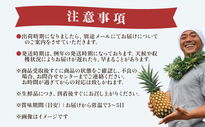 定期便 2024年 先行予約 ピーチパイン 約3kg (3〜6玉)×2回 栽培期間中 西表島アナナス農園 完熟 パイン 果物 フルーツ