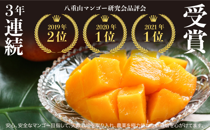 2026年 先行予約 アップルマンゴー 約1kg (2～4玉) 完熟 マンゴー ますみ農園 果物 フルーツ