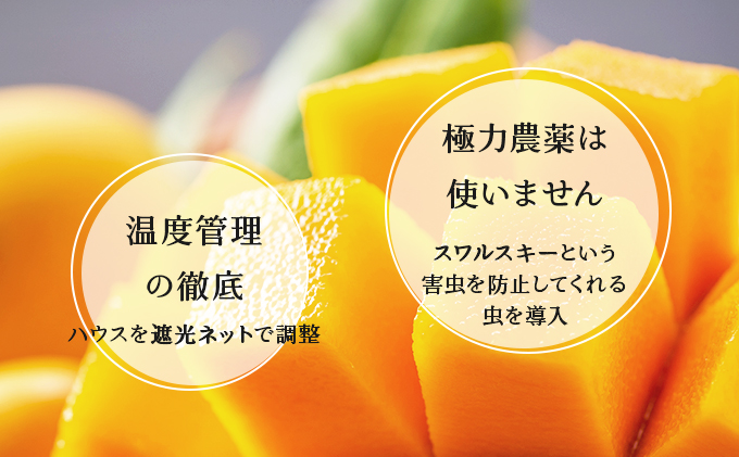 2026幎 å
è¡äºçŽ ãã€ã³ ãã³ãŽãŒ ã»ãã ãããã«ã«ãã«ãŒãã»ãã ãŸãã¿èŸ²å æç©