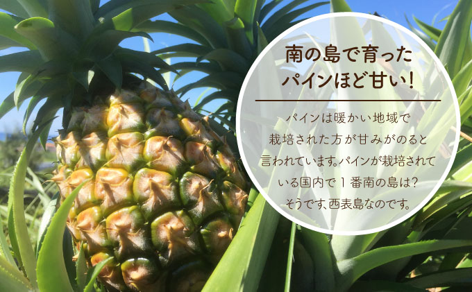 濃香ピーチパイン 約3kg 【E】★絶品★　2024年 先行予約 栽培期間中 農薬不使用 西表島 濃香 初エコファーマー認定【036-a002】