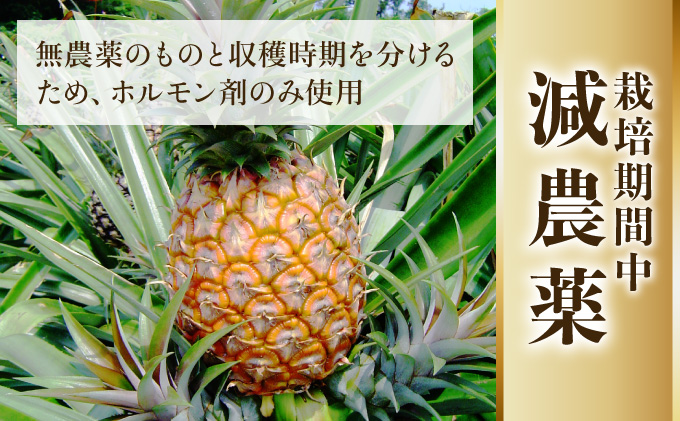 2024年 先行予約 栽培期間中 減農薬 ピーチパイン 約2kg 2〜4玉 西表島アナナス農園 完熟 パイン 果物 フルーツ