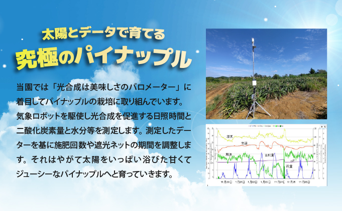 【2026年5月〜7月（全3回発送）】南国の美味しさを！パイナップル 定期便 B