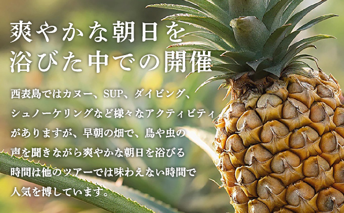 パイナップル収穫体験【1名】爽やかな朝日を浴びた中での開催♪（4月25日〜6月15日開催）