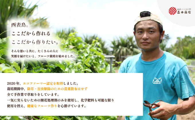 2026幎 å
è¡äºçŽ è¥¿è¡šå³¶ã®å®çããŒããã€ã³ 3kg (3ã4ç)ã忬ååº å®ç æç© ãã«ãŒãããå±ãïŒ5æäžæ¬ïœ6æäžæ¬é 