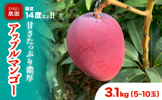 2024年 先行予約 アップルマンゴー 約3.1kg 5〜10玉 西表島ひらい農園 マンゴー 果物 フルーツ