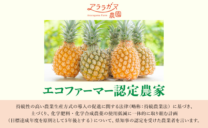 知名度NO.1！糖度が高く真っ黄色な新感覚パイン☆　ちぎって食べるスナックパイン2kg（2～4玉）