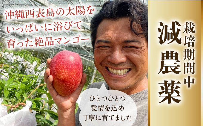 2024年 先行予約 栽培期間中 減農薬 アップルマンゴー 約700g 1〜3玉 アナナス農園 完熟 マンゴー 果物 フルーツ