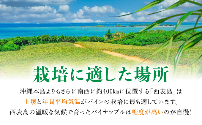 2024年5月中旬発送開始予定。『ちぎって食べる！？』スナックパイン★香り高く酸味が少ない★黄金色した甘〜いパイン★スナックパイン5kg（6〜10個）