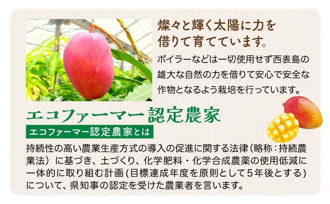 2025年 先行予約 食べ比べ セット 約5kg 5〜8玉 農園ファイミール 完熟 パイン 果物 フルーツ