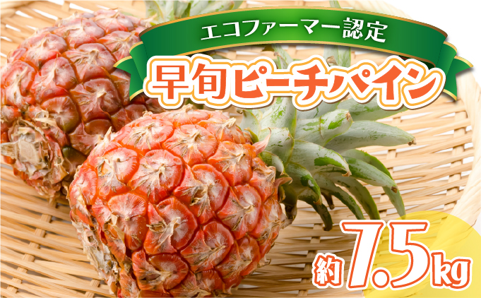 2026年 先行予約 早旬 ピーチパイン 約7.5kg 夏まで待ちきれない！★ファミリーサイズ★ 西表島 初エコファーマー認定