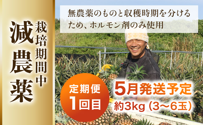 定期便 2024年 先行予約 ピーチパイン 約3kg (3〜6玉)×2回 栽培期間中 西表島アナナス農園 完熟 パイン 果物 フルーツ