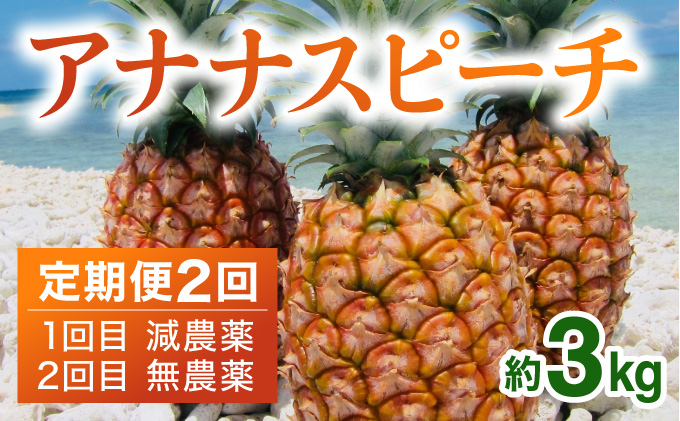 定期便 2024年 先行予約 ピーチパイン 約3kg (3〜6玉)×2回 栽培期間中 西表島アナナス農園 完熟 パイン 果物 フルーツ