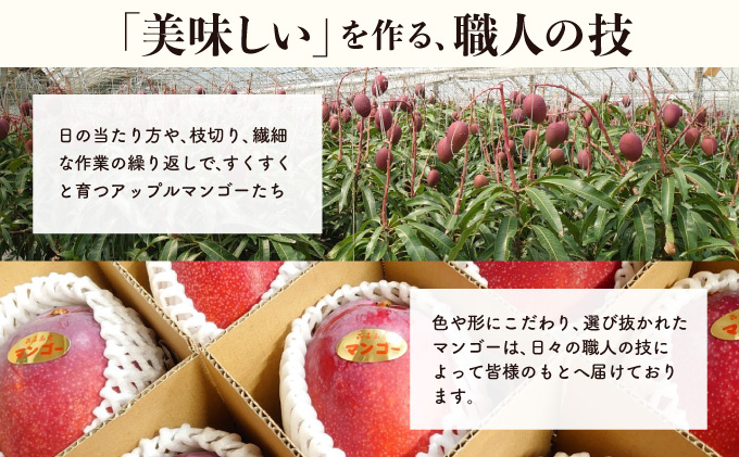 2026年 先行予約 アップルマンゴー 約1kg (2～4玉) 完熟 マンゴー ますみ農園 果物 フルーツ