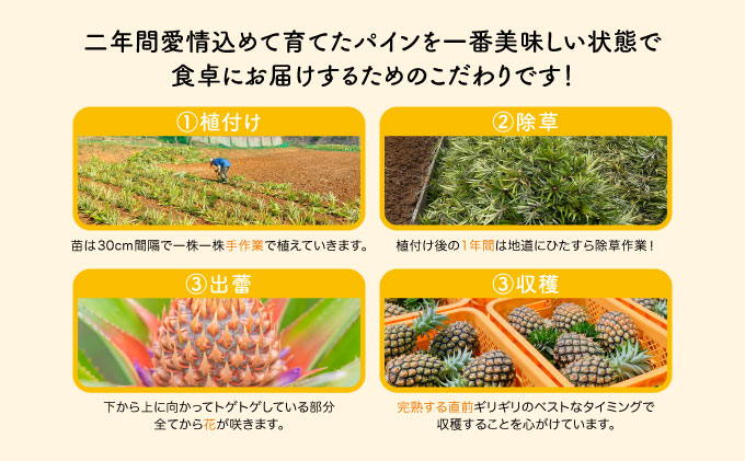 【訳あり】☆新感覚の味わい☆まるで桃のような甘〜い香り　『西表島産完熟ピーチパイン』 約3.5kg