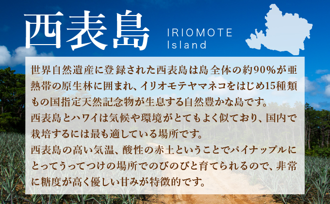 2025年 先行予約【桃のような甘い香り】沖縄　西表島　熟鮮ピーチパイン2?（2〜3玉）