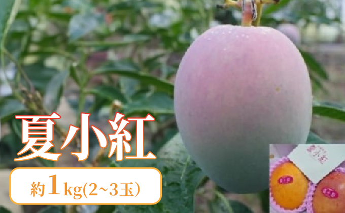 2026年 先行予約 マンゴー 夏小紅 約1kg 2～3玉 ますみ農園 甘味 スッキリ 果物 フルーツ