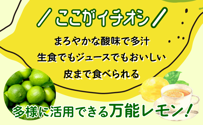 【2024年発送】まろやか多汁マイヤーレモン （島レモン）約2kg