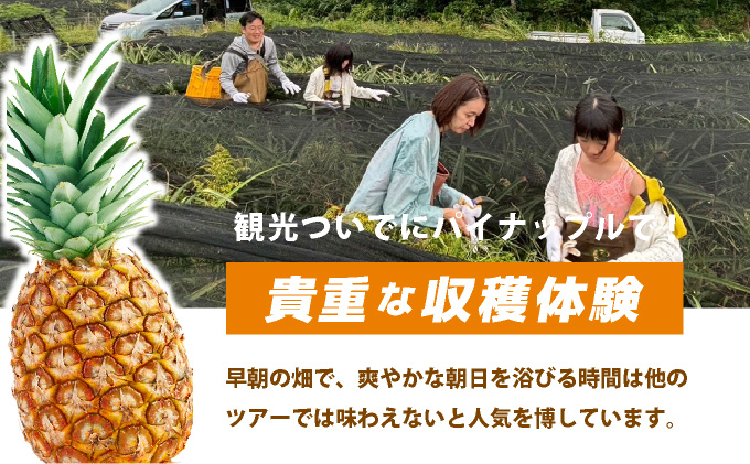 パイナップル収穫体験【1名】爽やかな朝日を浴びた中での開催♪（4月25日〜6月15日開催）