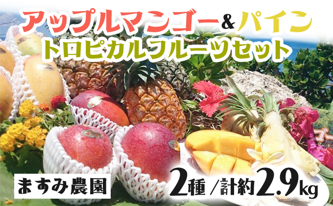 2026年 先行予約 パイン マンゴー セット トロピカルフルーツセット ますみ農園 果物