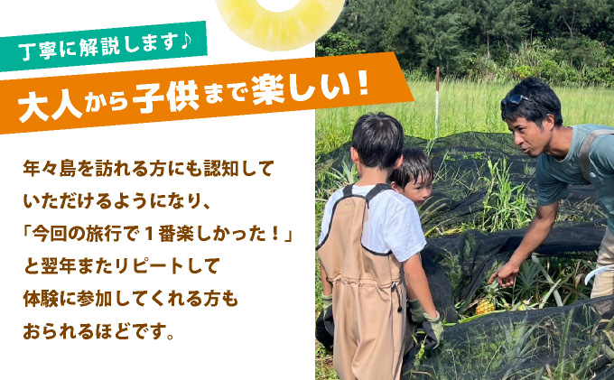 パイナップル収穫体験【4名】爽やかな朝日を浴びた中での開催♪（4月25日〜6月15日開催）