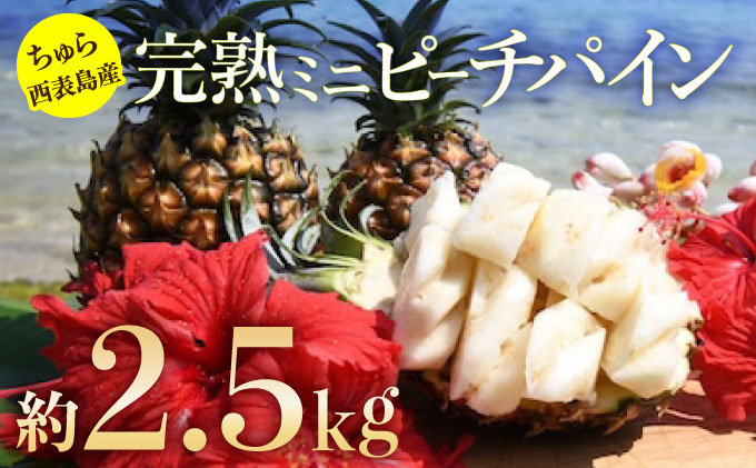 2026年 先行予約ミニピーチパイン 約2.5kg 5～7玉ちゅら西表島産!! 完熟 パイン 果物 フルーツ パイナップル