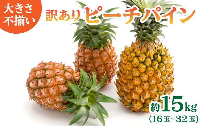 訳あり 不揃い 2026年 先行予約 ピーチパイン 約15kg 16玉〜32玉 "いってＱ"でも紹介された 西表島ひらい農園 濃密 パイン 果物 パイナップル フルーツ