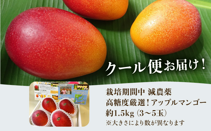 2024年 先行予約 アップルマンゴー 約1.5kg 3〜5玉 高糖度厳選！栽培期間中 減農薬！アナナス農園 完熟 マンゴー 果物 フルーツ
