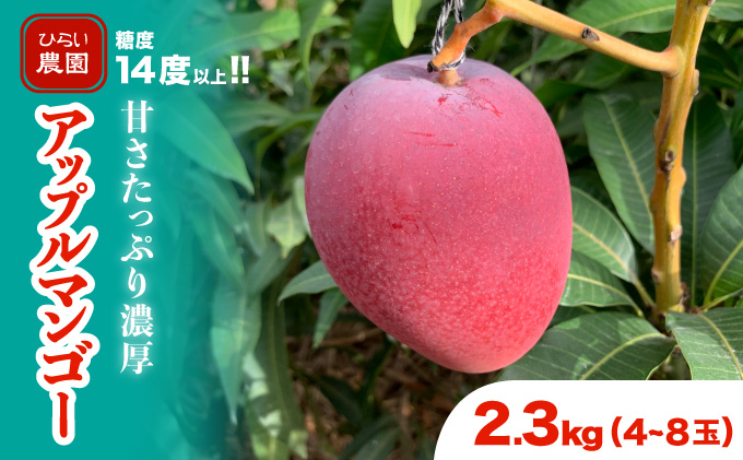 2024年 先行予約 アップルマンゴー 約2.3kg 4〜8玉 西表島ひらい農園 マンゴー 果物 フルーツ