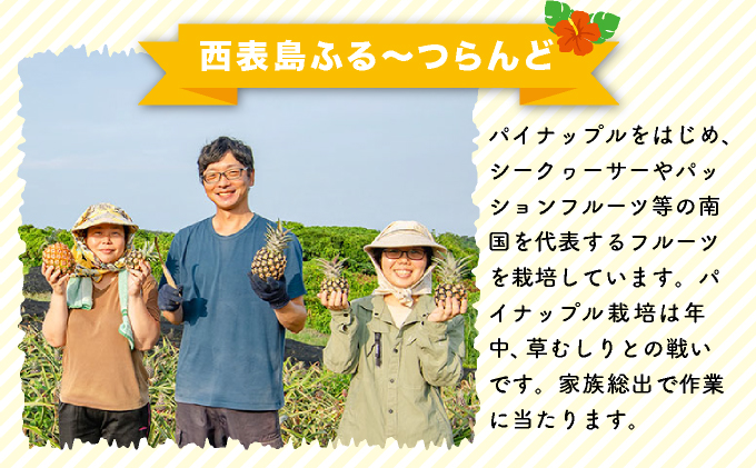 2026年 先行予約 小玉 ピーチパイン 約3.5kg 6～9玉 ★西表島ふる～つらんど★美味しさギュッと！ 果物 フルーツ パイン