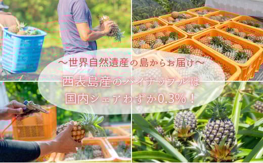 ☆新感覚の味わい☆桃のような芳醇な香りのする　『西表島産完熟ピーチパイン』 約3.5kg（5〜6個入）