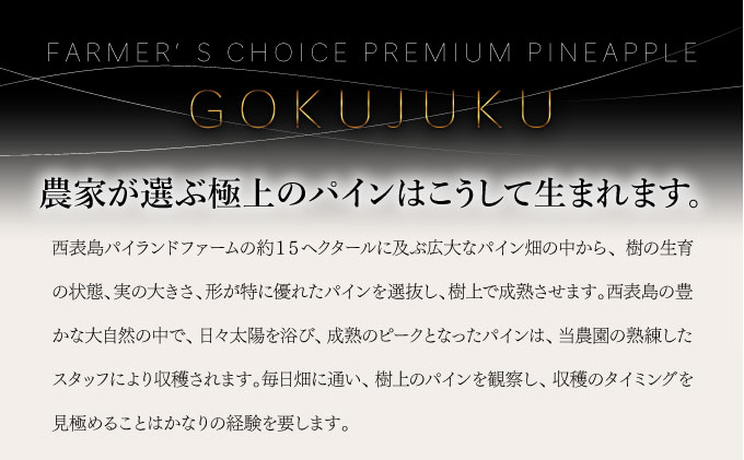 2025年 先行予約 GOKUJUKU -極熟- プレミアム スナックパイン 果物 フルーツ