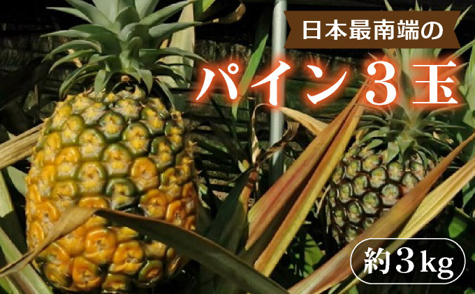 日本最南端のパイン３玉セット　約３ｋｇ　西表島産