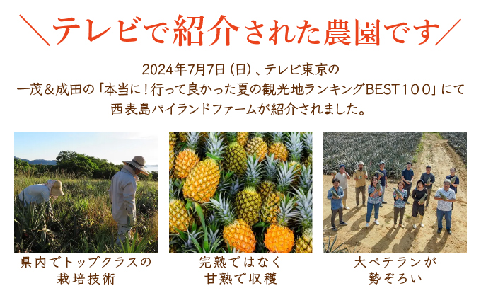 ２０２５年発送予約【手でちぎって食べる楽しさ】沖縄　西表島　熟鮮スナックパイン2kg（2～3玉）