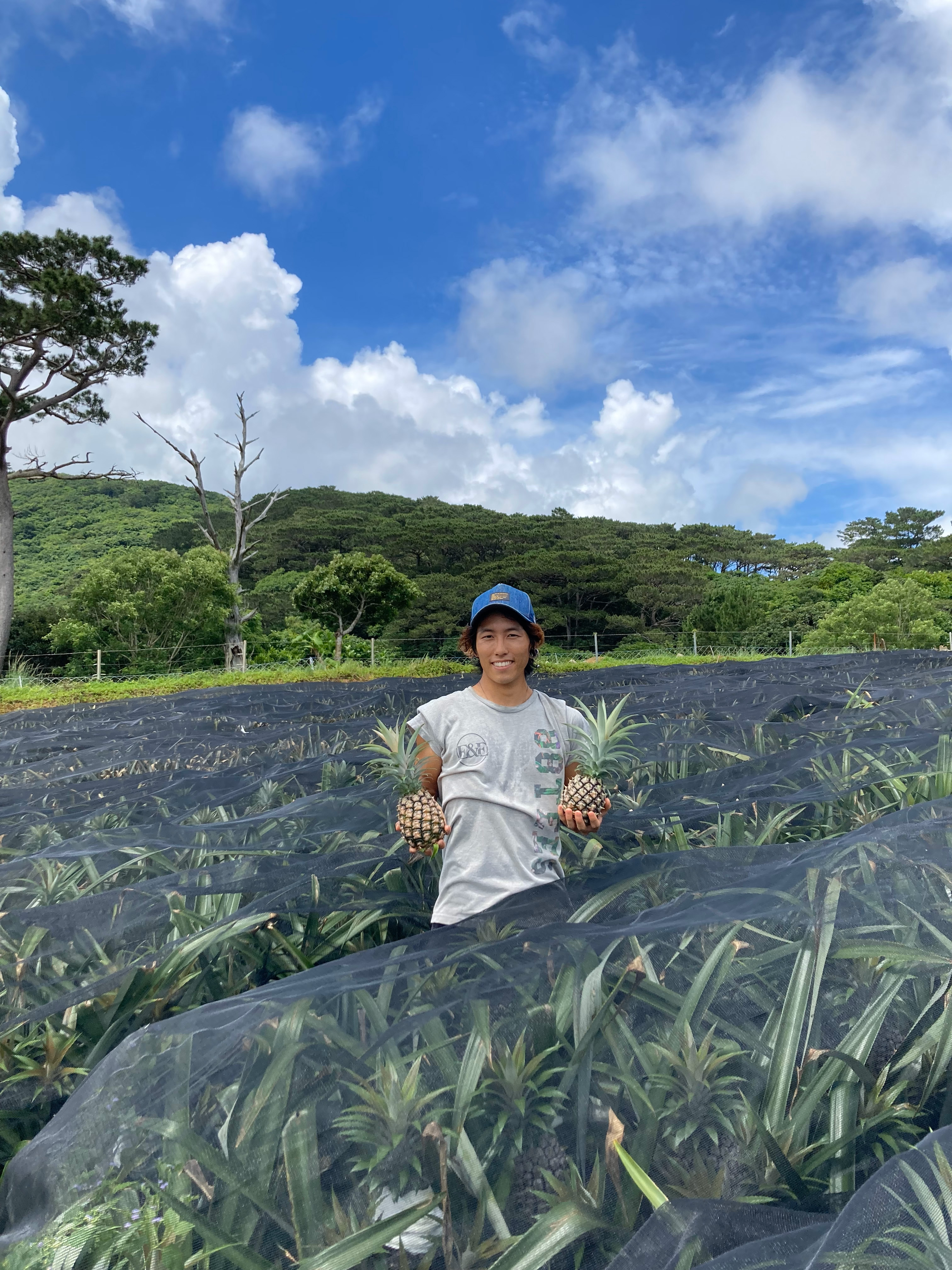 パイナップル スナックパイン 約5kg 4〜8玉 パイン 果物 フルーツ 沖縄 西表島【TOK:iふぁーむ】 配送不可：離島