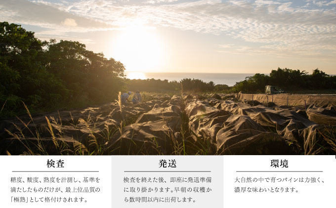 GOKUJUKU-極çãã¬ãã¢ã ãµã³ãã«ãã§(R) 1.4kgä»¥äž 1çã2026幎ãå
è¡äºçŽ ãã€ãããã« æ²çž é«ç³åºŠç§å èŽççš èŽãç© ãã€ã³ æç© ãã«ãŒã ãã¶ãŒã åžå° 西衚島