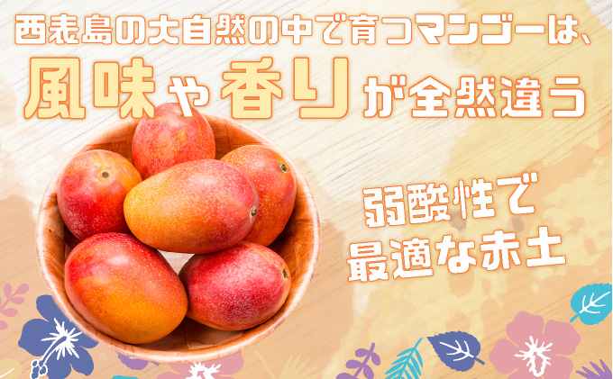 完熟 アップルマンゴー 2L 350g〜460g 2玉 マンゴー 果物 デザート 品評会連続入賞 2024年 発送 ますみ農園