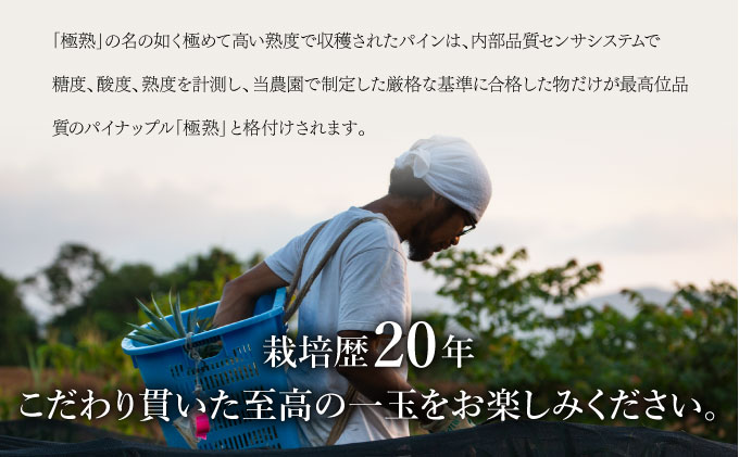 2025年 先行予約 GOKUJUKU -極熟- プレミアム スナックパイン 果物 フルーツ