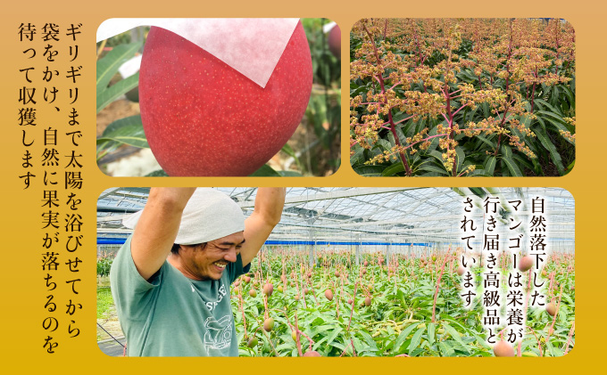 2024年 先行予約 栽培期間中 減農薬 アップルマンゴー  約1kg 2〜4玉 アナナス農園 完熟 マンゴー 果物 フルーツ