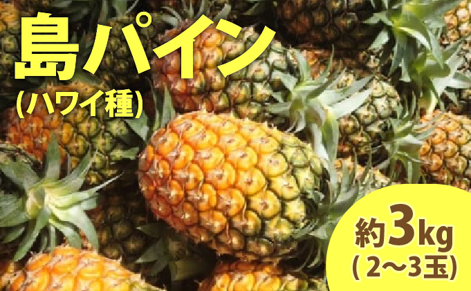 2026年 先行予約 島パイン (ハワイ種) 約3kg (2～3玉) ますみ農園 ”蜜たっぷり” パイン パイナップル 果物 フルーツ