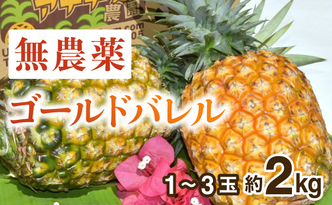 2024年 先行予約 パイナップル ついに実現！栽培期間中 完全有機 無農薬 アナナスバレル 約2kg 1〜3玉 果物 フルーツ