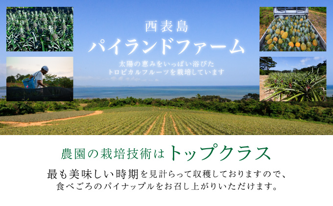 2025年 先行予約 セット パイン 熟鮮サンドルチェ(R) 3kg(2〜3玉 )沖縄 西表島産 レア品種 沖縄 西表島産 果物 フルーツ