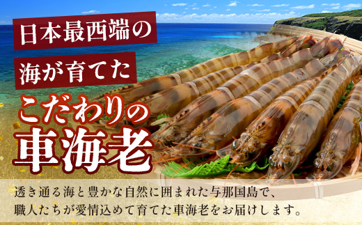 【F009】こだわりの車海老　有頭車海老（冷凍）250ｇ×3パック F009｜沖縄県 与那国町 与那国 車海老 車エビ 海老 えび エビ 産地直送