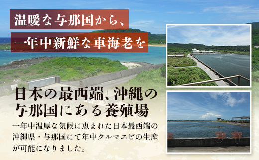 【F009】こだわりの車海老　有頭車海老（冷凍）250ｇ×3パック F009｜沖縄県 与那国町 与那国 車海老 車エビ 海老 えび エビ 産地直送